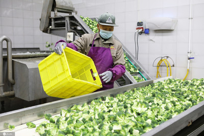 江蘇濱海蔬菜 從田間到國際餐桌，年產值超3億的產業騰飛之路